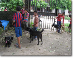 Young customers arrive with their dogs at a MARV camp
