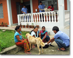 Community dogs brought to the Pokhara Centre for spaying