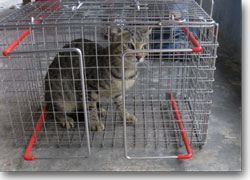 Cat crush cage