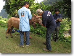 HART staff & volunteer vets assisted AHTCS during their Equine 