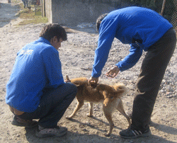 Giving anti-rabies injection